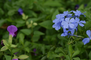 soft blue flowers group with a vilolet flower among green bush