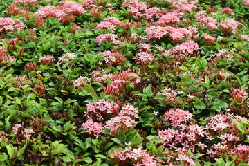 Obraz premium farm of bright blooming pink ixora flowers with their spike ixora buds.