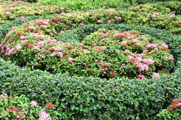 spiral garden of green leaves with blooming pink ixora flowers and red spike ixora buds at day time.