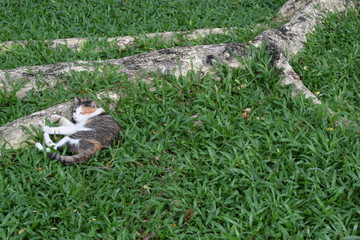 little cat lay on grass beside big root of tree and sleep tight
