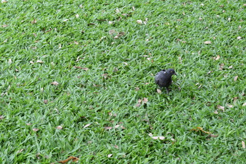 the pigeon on the grass turn right its head.