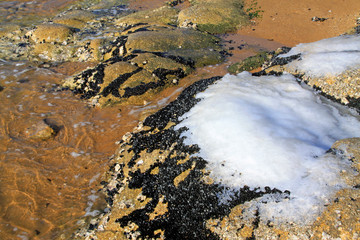 Frozen hi-tecand staffed mussels