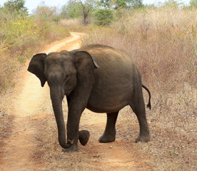 Fototapeta premium Young Elephant walking across path alone in Udawalawe National Park, Sri Lanka ( Maximus Maximus )