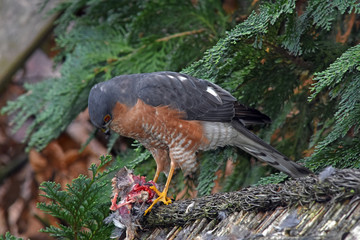Sperber Accipiter nisus