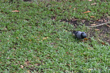 the pigeon on the grass near black soil area was finding something to eat.