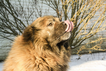 caucasian shepherd dog