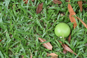 The green fruit with withered fallen leaves were fallen on the green grass.