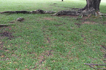 The long big root tree was laid on the surface of green grass 