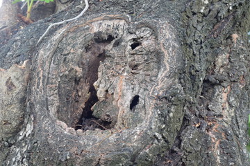 grungy cavity texture of a tree with a few holes.