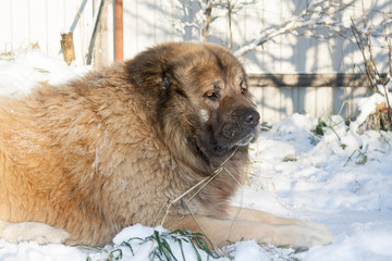 caucasian shepherd dog