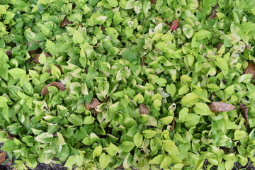 group of green and bright green leaves with withered green leaves