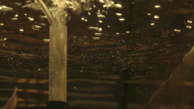 Senegal gray bichir Polypterus senegalus or dinosaur eel in aquarium oxygenated water, breeding for conservation of genofond fish bred with from Africa, tradition of breeding for science laboratory