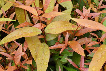 top view of bush of red foliages after raining and they got wet.