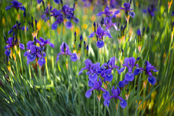 purple irises