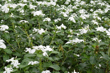 white flower farm get wet