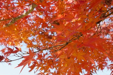 鮮やかなモミジ
