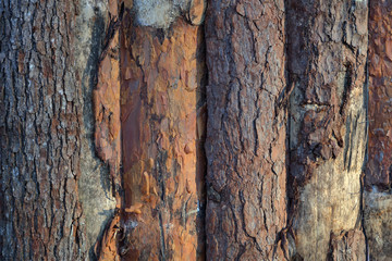 Obraz premium The textured surface of the bark of the old perennial deciduous tree