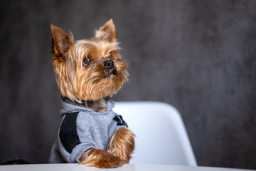 Dog Yorkshire Terrier at the table
