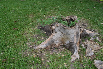 stump trunk that had hole inside and plants were growth in the hole.