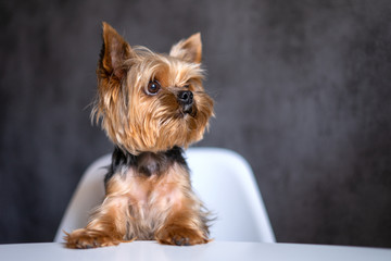 Dog Yorkshire Terrier at the table