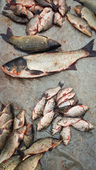 illegal fishing, poachers. fish in the blood.