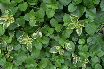 top view of green headland leaves bush and some of them has yellow color