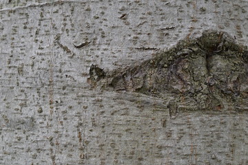 wood surface with rough dot
