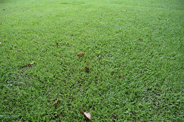 green grass field with some of withered leaves and some light from the sun