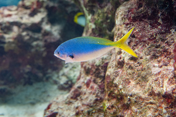 poisson