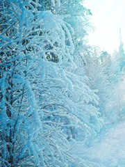 Winter landscape
