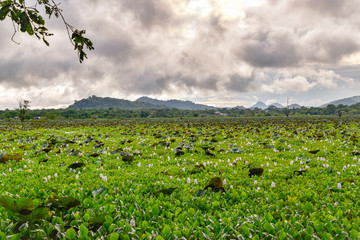 Landschaftsbilder von Sri Lanka