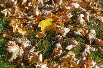 Herbstlaub vom Berg Ahorn