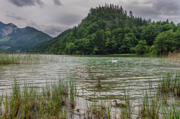 enten bei schilf am see