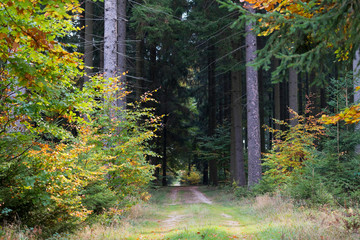 Ein Waldweg im Herbst