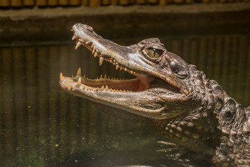 Terrifying crocodile head closeup