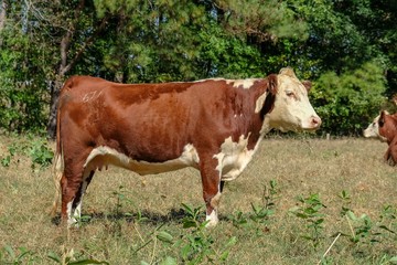Obraz premium Widok profilu brązowo-białej samicy rasy Hereford w Raleigh North Carolina.