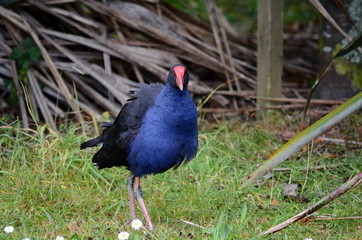 Australasian Swamphens (Porphyrio melanotus), or Purple Swamphens in New Zealand