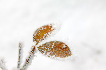 Chinese littleleaf box branches