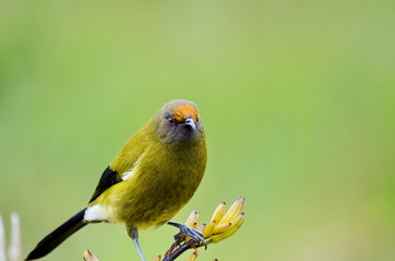 Bellbird in the wild on the South Island in New Zealand.