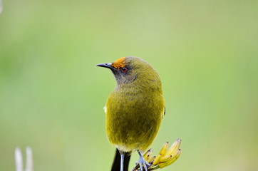Bellbird in the wild on the South Island in New Zealand.