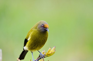 Bellbird in the wild on the South Island in New Zealand.
