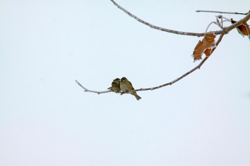 sparrow in the branches, closeup of photo