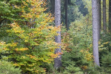 Im Wald im Herbst
