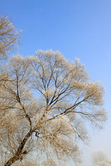 rime tree branches under the blue sky background