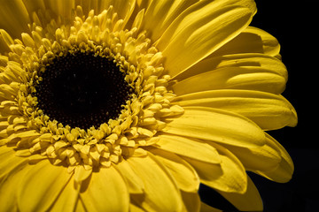Yellow Gerbera Daisy flower isolated on black background
