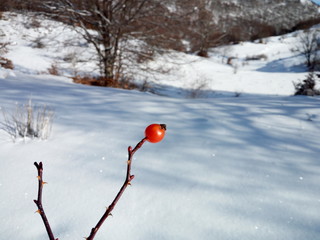 bacca rosa su neve
