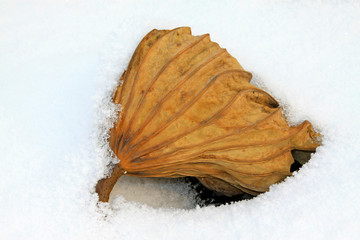 Dry lotus leaf in the snow