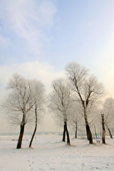 Rime scenery in a park