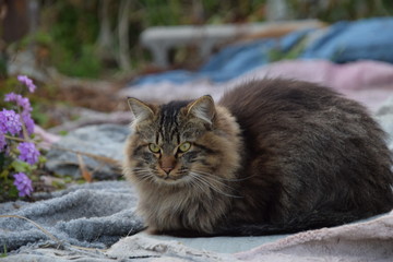 野良猫