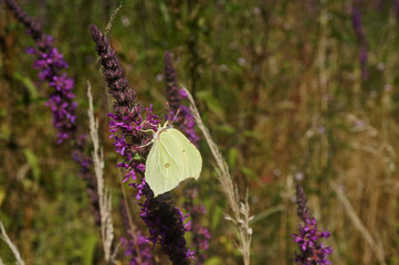 Schmettlinge Deutschlands - Zitronenfalter
